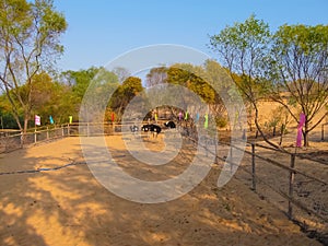 Ostrich or Common Ostrich Struthio camelus, reared in a fence for tourists, in Vietnam