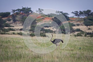 The ostrich or common ostrich, Struthio camelus, in the Namibia desert.