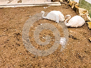 Ostrich couple in the Cepogo