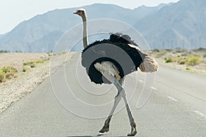 Ostrich crossing a tared road.