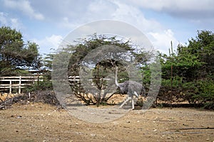 Ostrich at Curacao Ostrich Farm