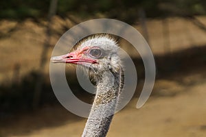 Ostrich at Curacao Ostrich Farm