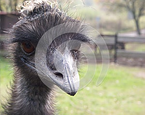 An ostrich with curious look