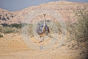 Ostrich in the desert. Birds wildlife. Watching of birds