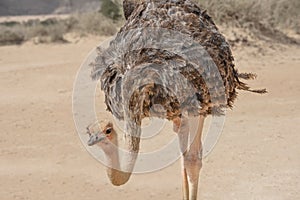 Ostrich in the desert. Birds wildlife. Watching of birds in Israel