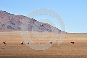 Ostrich and Desert Landscape - NamibRand, Namibia