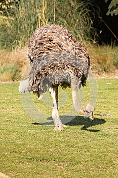 Ostrich. Dublin zoo. Ireland
