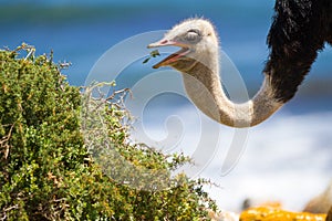 Ostrich eating