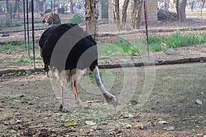 Ostrich eating grass-Lone ostrich grazing in the landscape of National Ayub Park Rawalpindi Pakistan-A big ostrich eating grass