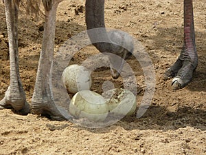 Ostrich with eggs