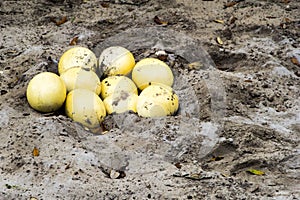 Ostrich Eggs
