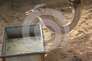 Ostrich  in Emirates zoo abudhabi United Arab Emirates