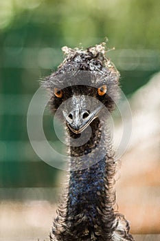 Ostrich emu