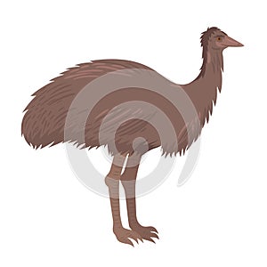 Ostrich emu isolate on a white background. Vector graphics photo