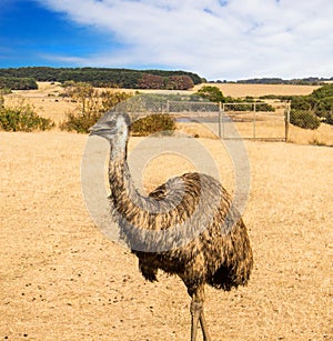 Ostrich emu in Phillip island wildlife park