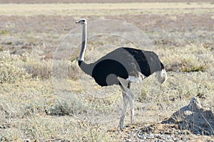 Ostrich - Etosha, Namibia