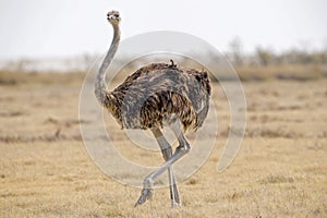 Ostrich in Etosha National Park.