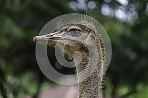 Ostrich Eye Close up detailed Photograph