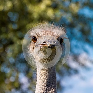Ostrich eyelashes