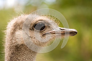 Ostrich face