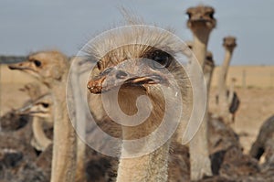 Ostrich face photo