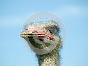 Ostrich face