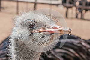 Ostrich face
