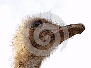 Ostrich