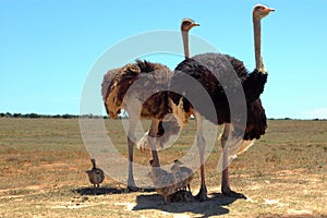 Ostrich family