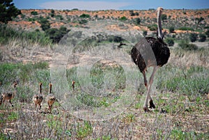 Ostrich and family. Kgalagadi Transfrontier Park. Northern Cape, South Africa