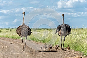 Ostrich family in Kruger National Park in South Africa