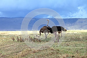 Ostrich family