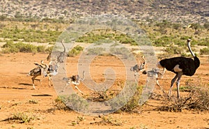 An ostrich family runs through the savanna of Kenya