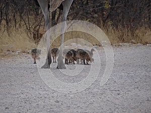 An ostrich family