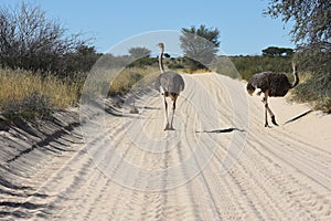 Ostrich family struthio camelus