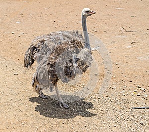 Ostrich Farm Curacao Views