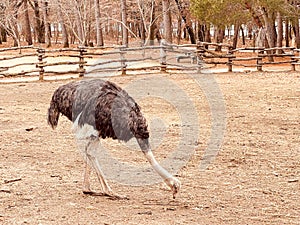 Ostrich farm in Nami island