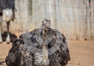 Ostrich on a farm near the city of Oudtshoorn