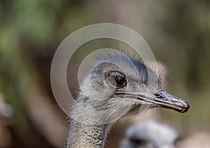 Ostrich on a farm near the city of Oudtshoorn