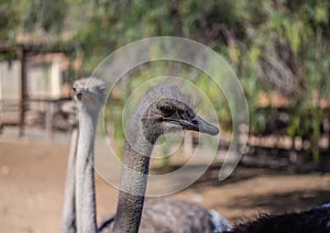 Ostrich on a farm near the city of Oudtshoorn
