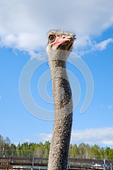Ostrich on a farm