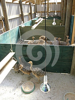 Ostrich farming