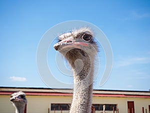 Ostrich farming bird head and neck front portrait in paddock.