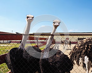 Ostrich farming bird head and neck front portrait in paddock.