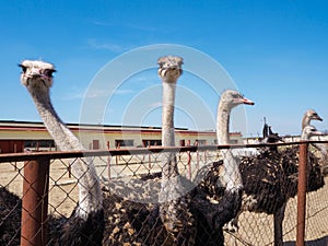 Ostrich farming bird head and neck front portrait in paddock.