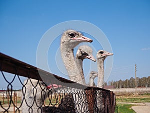 Ostrich farming bird head and neck front portrait in paddock.