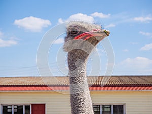 Ostrich farming bird head and neck front portrait in paddock.