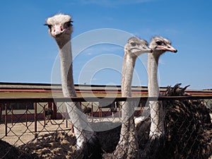 Ostrich farming bird head and neck front portrait in paddock.