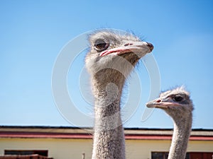 Ostrich farming bird head and neck front portrait in paddock.