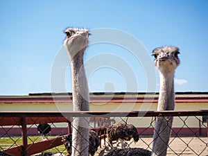 Ostrich farming bird head and neck front portrait in paddock.